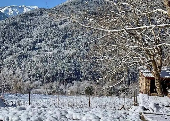Ανάμεσα Στα Έλατα